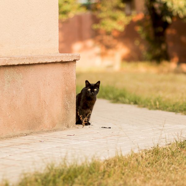 Gato negro asomándose por una pared