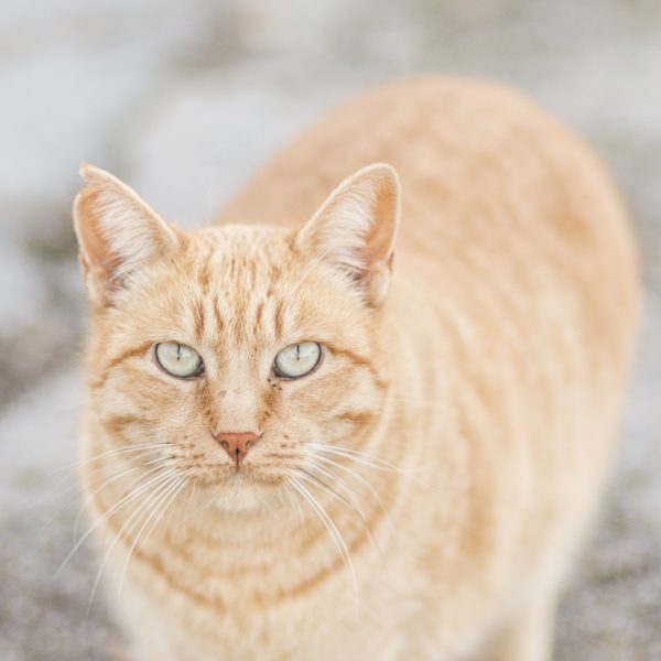 Gato a rayas color crema y con ojos verdes