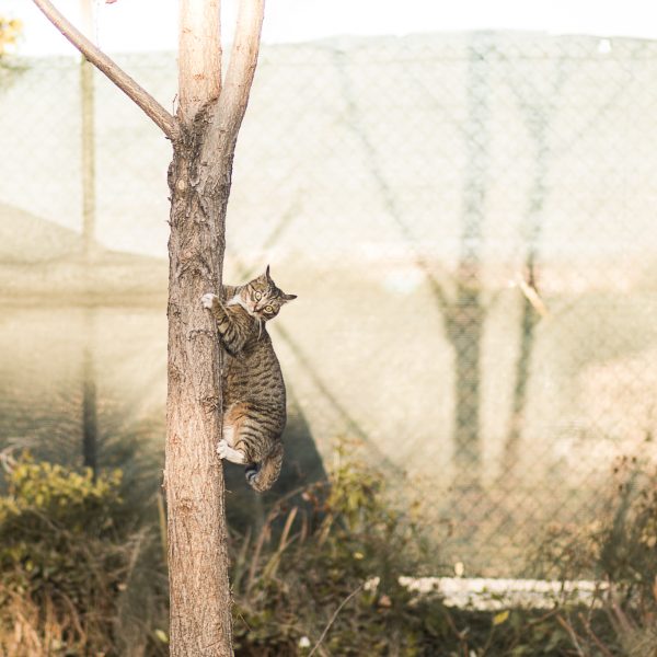 Gato a rayas grises trepando por un árbol, mirando al suelo