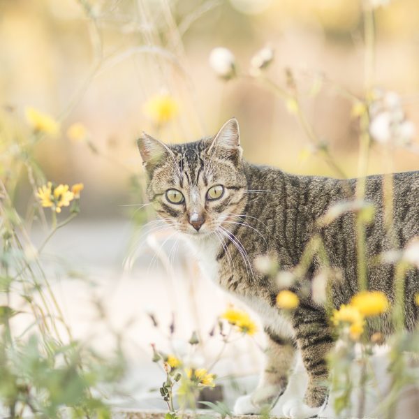 Gato gris a rayas rodeado de flores silvestres, mirando a la cámara