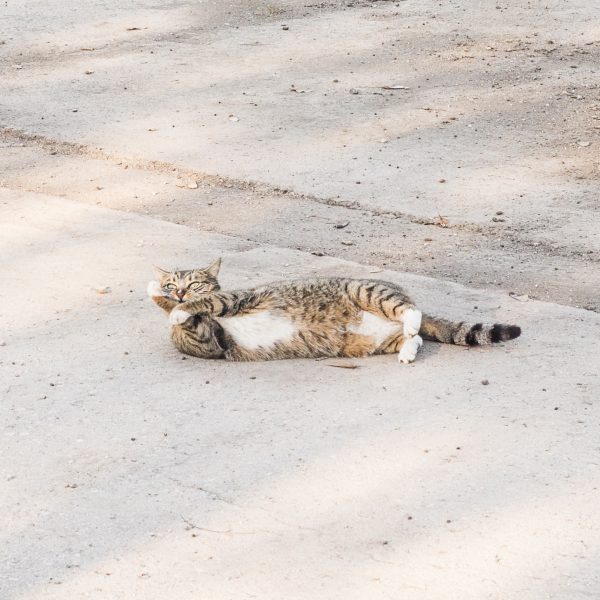 Gato a rayas grises tumbado en el suelo.