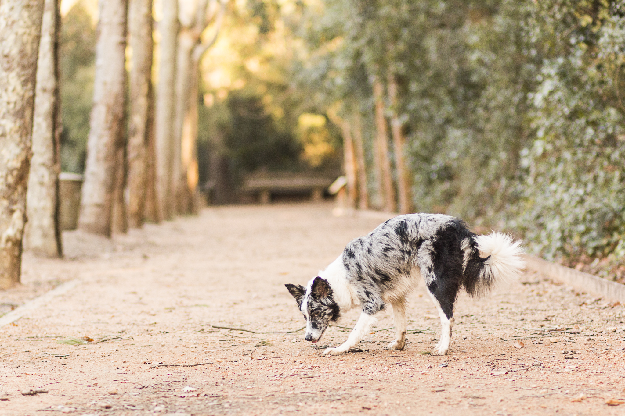 Perro blanco y gris en un camino rodeado de árboles