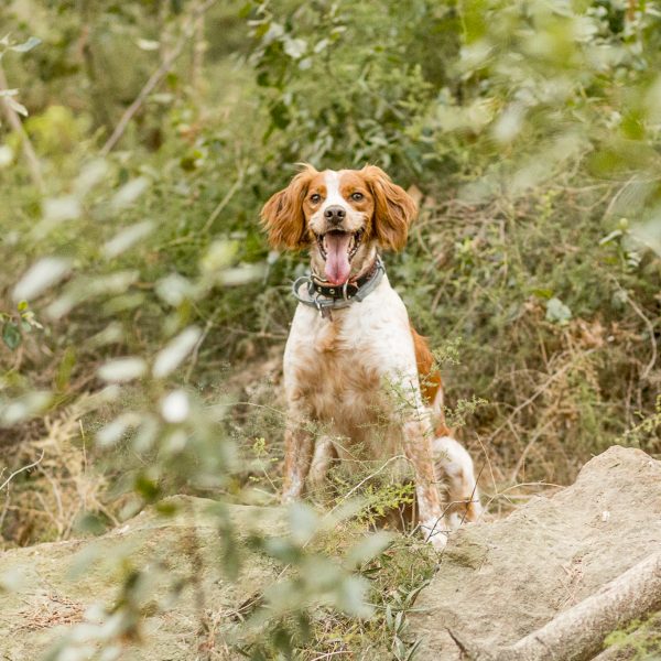 Perro marrón y blanco sentado mirando a la cámara, con la lengua fuera y entre plantas