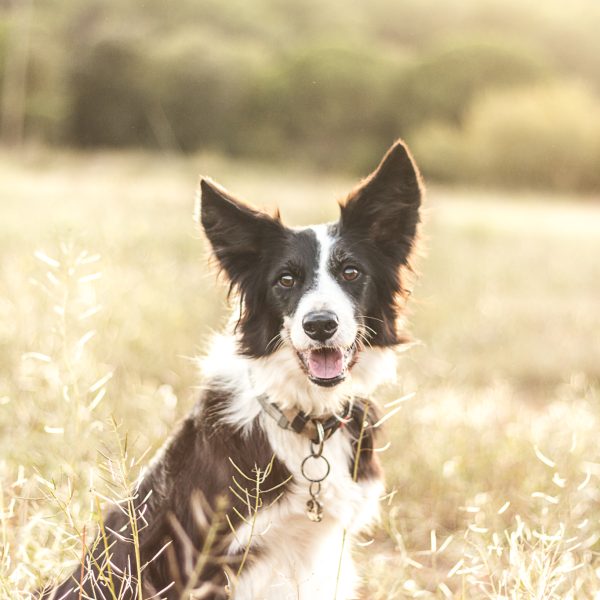 Border collie bla con las orejas levantadasnco y negro