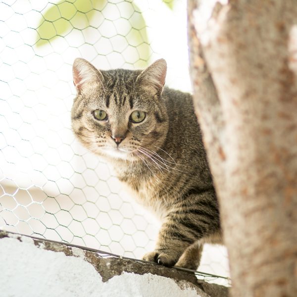 Gato marrón a rayas de ojos verdes, con un ojo más cerrado que el otro, de pie en un muro blanco al lado de una reja, asomándose desde detrás de un árbol