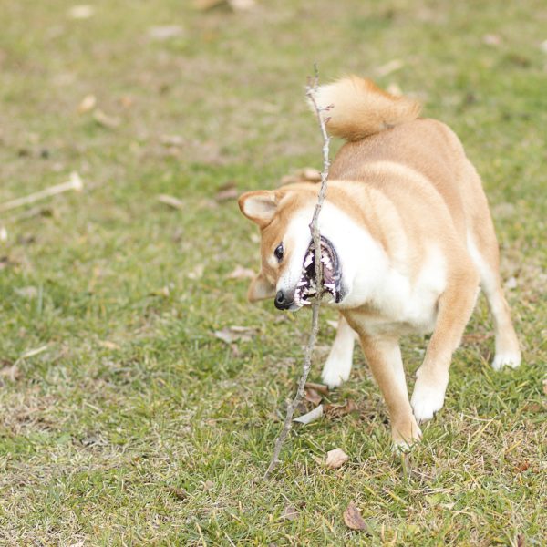 Perro shiba inu marrón jugando con un tronco sobre el césped