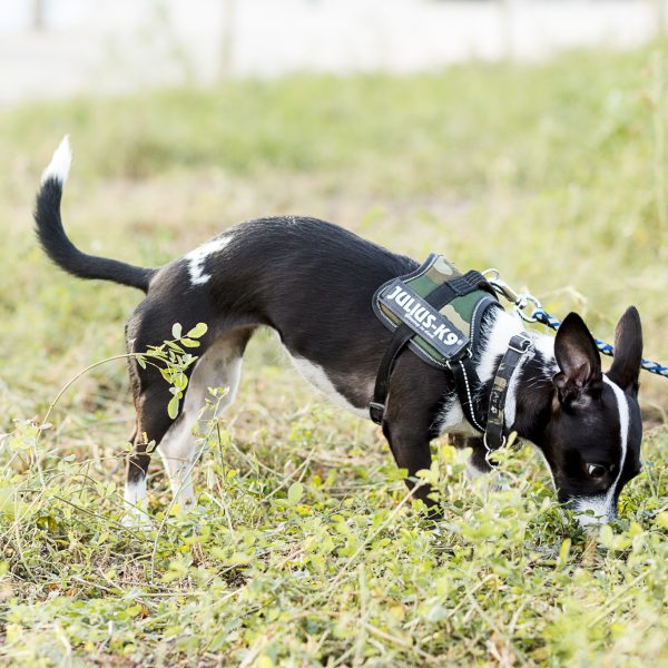 Perro pequeño blanco y negro de pie oliendo el césped