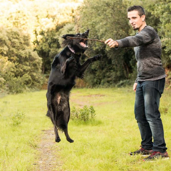 Perro negro saltando con un chico